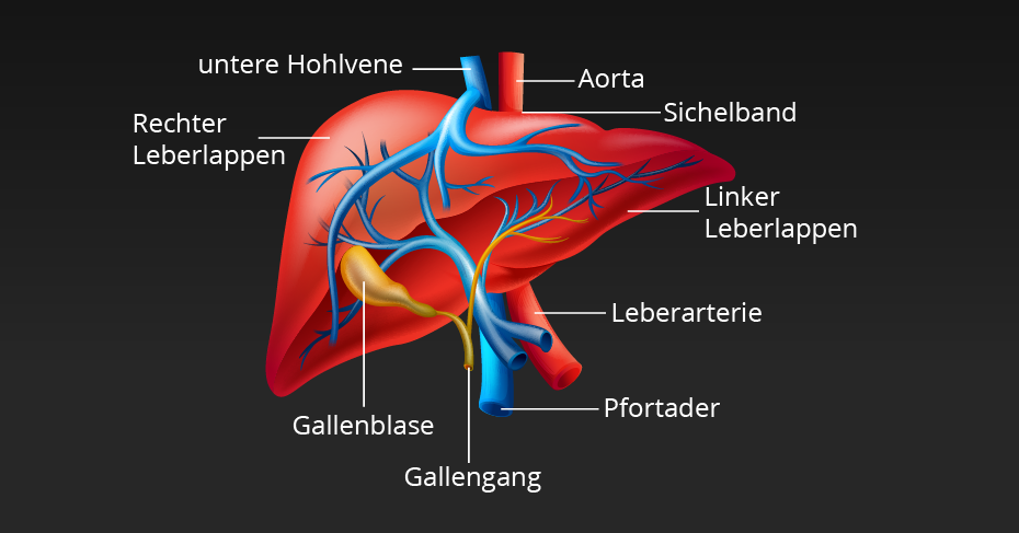 Anatomie der Leber